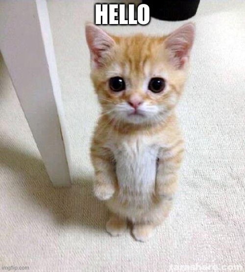 Cute Cat | HELLO | image tagged in memes,cute cat | made w/ Imgflip meme maker
