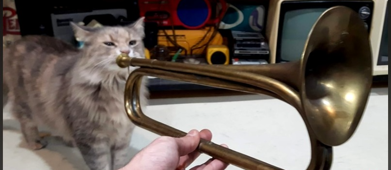 Cat playing Trumpet Blank Meme Template