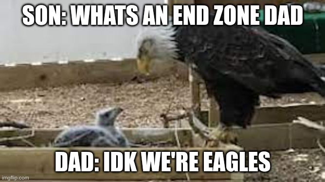 SON: WHATS AN END ZONE DAD; DAD: IDK WE'RE EAGLES | image tagged in eagle | made w/ Imgflip meme maker