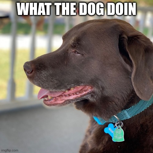 WHAT THE DOG DOIN | made w/ Imgflip meme maker