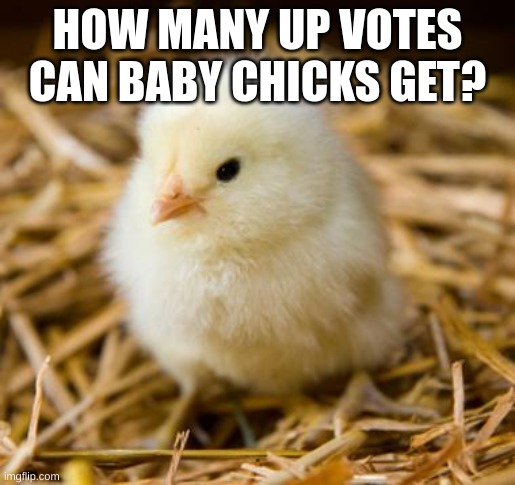 HES SO CUTEEE | HOW MANY UP VOTES CAN BABY CHICKS GET? | image tagged in baby chicken,aww,upvote | made w/ Imgflip meme maker