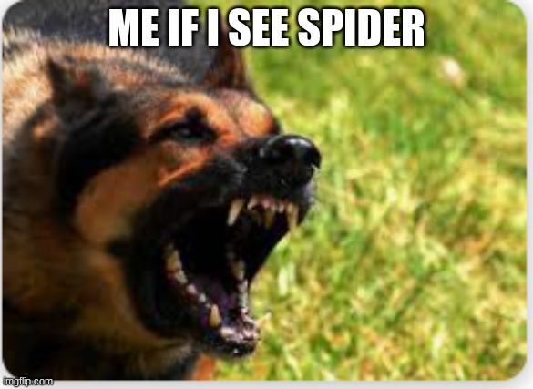 ME IF I SEE SPIDER | made w/ Imgflip meme maker