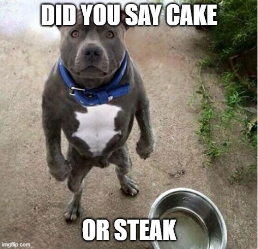 Cake or Steak | DID YOU SAY CAKE; OR STEAK | image tagged in hungry dog,steak,steak dinner | made w/ Imgflip meme maker