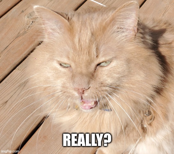 Unimpress Cat | REALLY? | image tagged in seriously | made w/ Imgflip meme maker