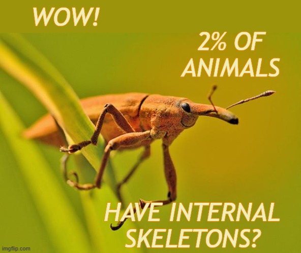 Next time you hear someone argue that being LGBTQ + isn't "normal" . . . | WOW! 2% OF
ANIMALS; HAVE INTERNAL SKELETONS? | image tagged in happy insect,normal,lgbtq | made w/ Imgflip meme maker
