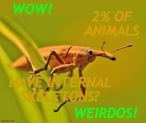 Do we even know what normal IS? | WOW! 2% OF
ANIMALS; HAVE INTERNAL SKELETONS? WEIRDOS! | image tagged in happy insect,normal,weird | made w/ Imgflip meme maker