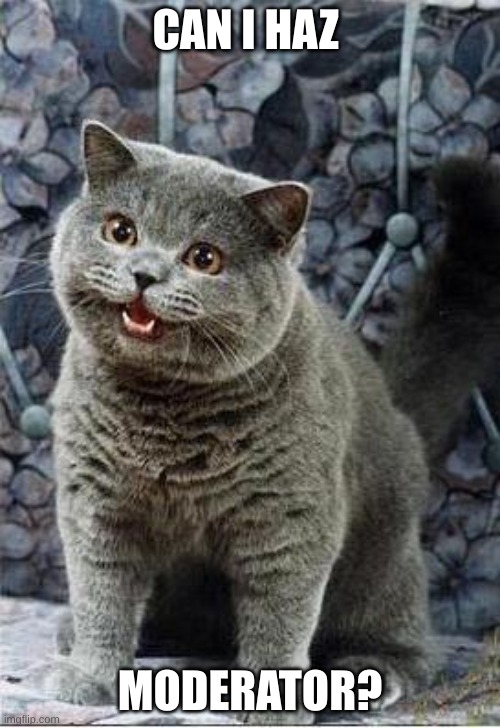 I can has cheezburger cat | CAN I HAZ; MODERATOR? | image tagged in i can has cheezburger cat | made w/ Imgflip meme maker