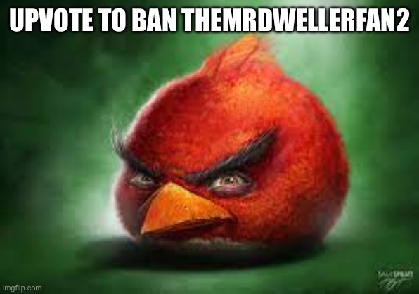 Stop the bad user | UPVOTE TO BAN THEMRDWELLERFAN2 | image tagged in realistic red angry birds | made w/ Imgflip meme maker
