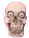 High Quality springadingdong ass skull emoji Blank Meme Template