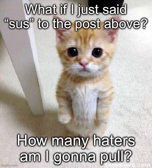 question 3.0 | What if I just said “sus” to the post above? How many haters am I gonna pull? | image tagged in memes,cute cat | made w/ Imgflip meme maker