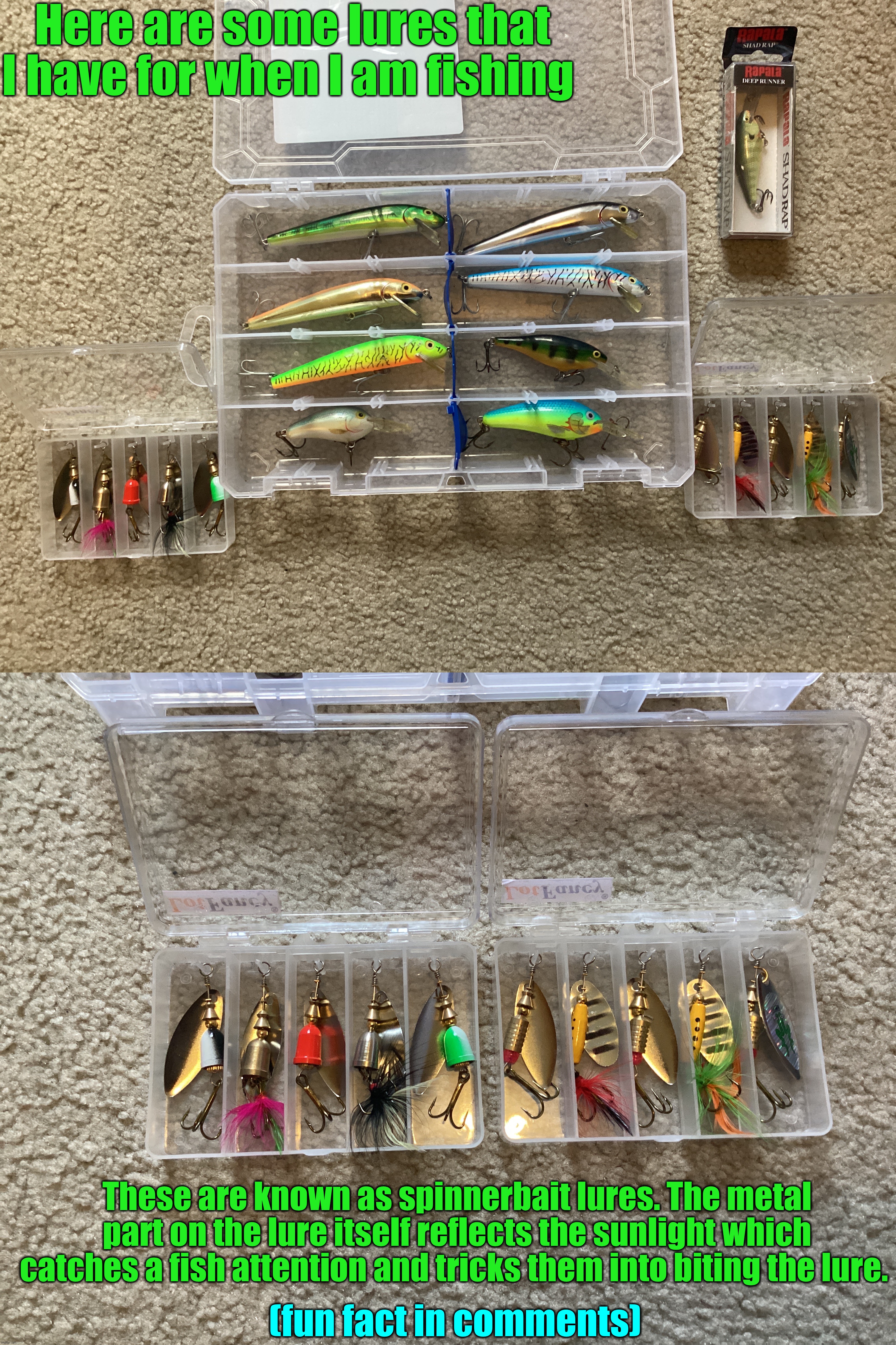 Fishing lures! | Here are some lures that I have for when I am fishing; These are known as spinnerbait lures. The metal part on the lure itself reflects the sunlight which catches a fish attention and tricks them into biting the lure. (fun fact in comments) | image tagged in share your own photos | made w/ Imgflip meme maker
