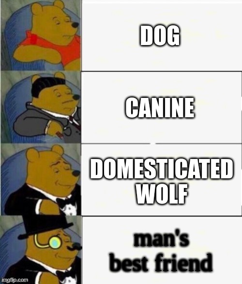 Tuxedo Winnie the Pooh 4 panel | DOG; CANINE; DOMESTICATED WOLF; man's best friend | image tagged in tuxedo winnie the pooh 4 panel | made w/ Imgflip meme maker