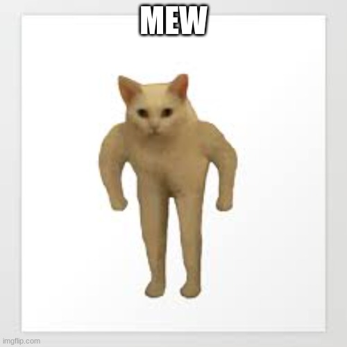 chat cat | MEW | image tagged in memes,cats | made w/ Imgflip meme maker