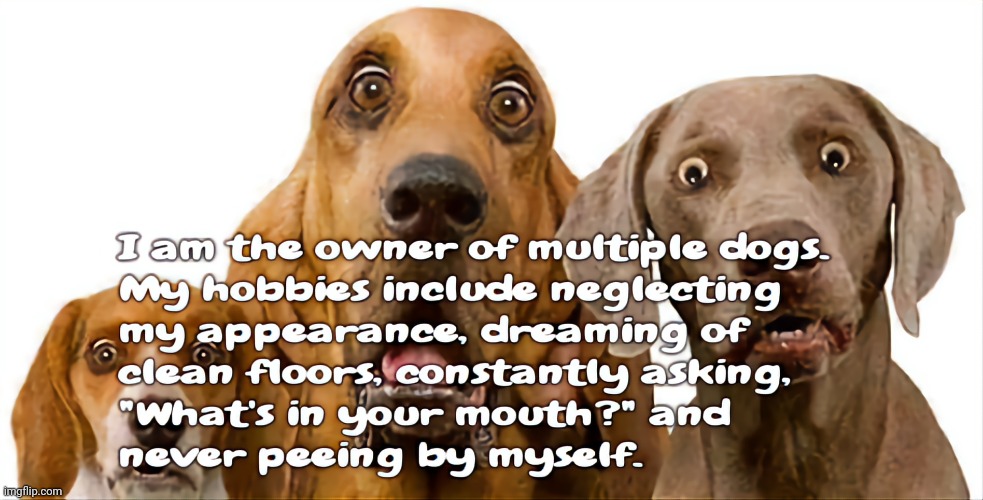Dog Owner | image tagged in dogs,pets | made w/ Imgflip meme maker