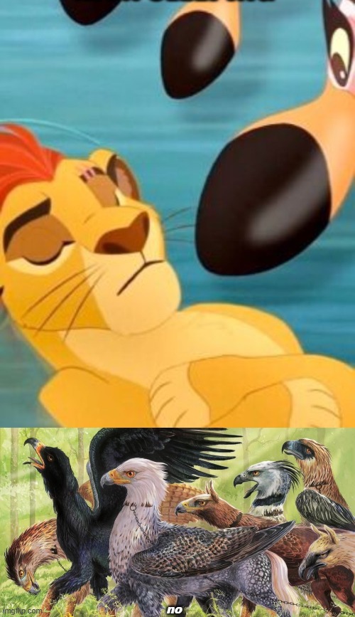 no | image tagged in kion sleeping for no reason,hippogriffs | made w/ Imgflip meme maker