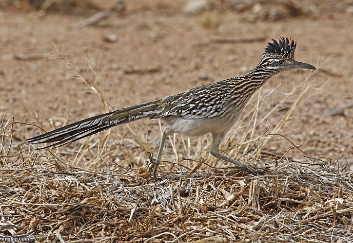 The roadrunner | image tagged in the roadrunner | made w/ Imgflip meme maker