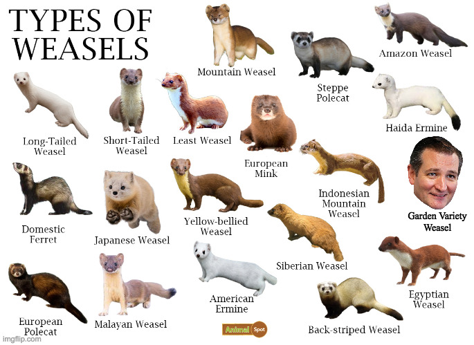 When one species ruins it for everybody else. | Garden Variety
Weasel | image tagged in memes,weasels,vermin,rodents,ted cruz | made w/ Imgflip meme maker