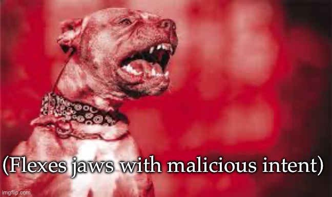 Malicious intent pitbull | (Flexes jaws with malicious intent) | image tagged in pitbull,pitbulls,loads shotgun with malicious intent,jaws | made w/ Imgflip meme maker