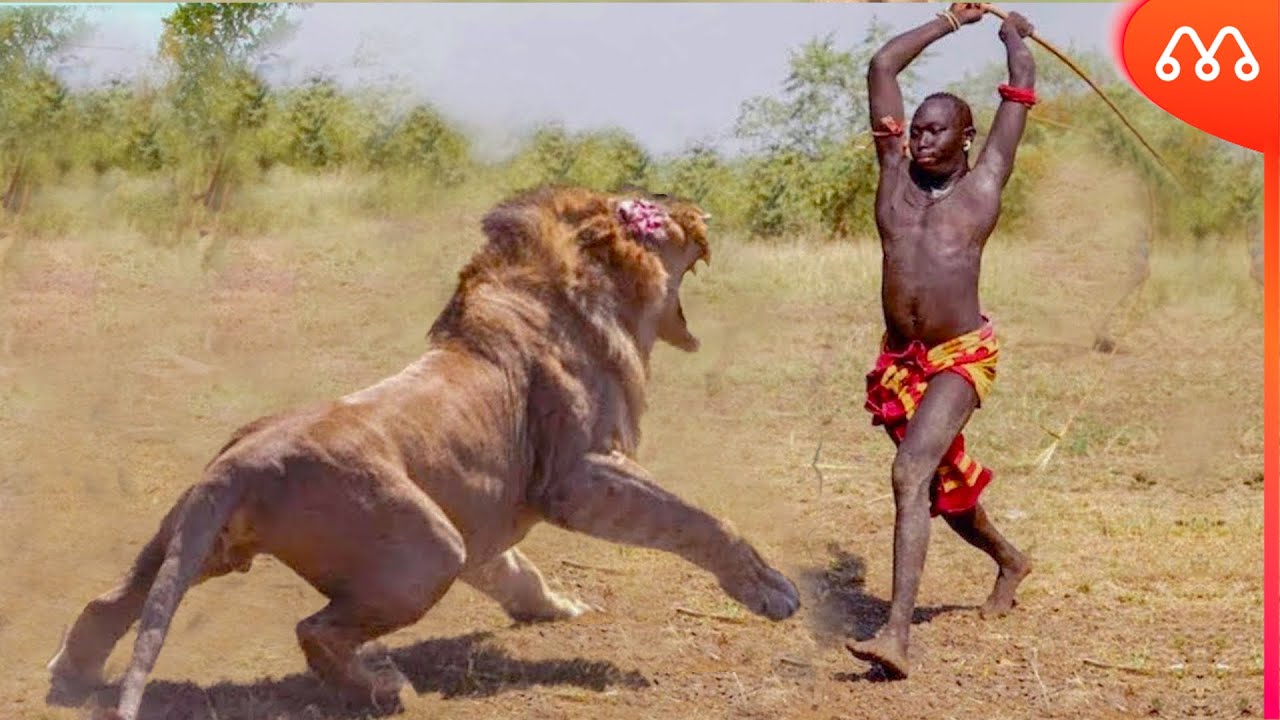 High Quality Maasai Warrior fighting lion Blank Meme Template