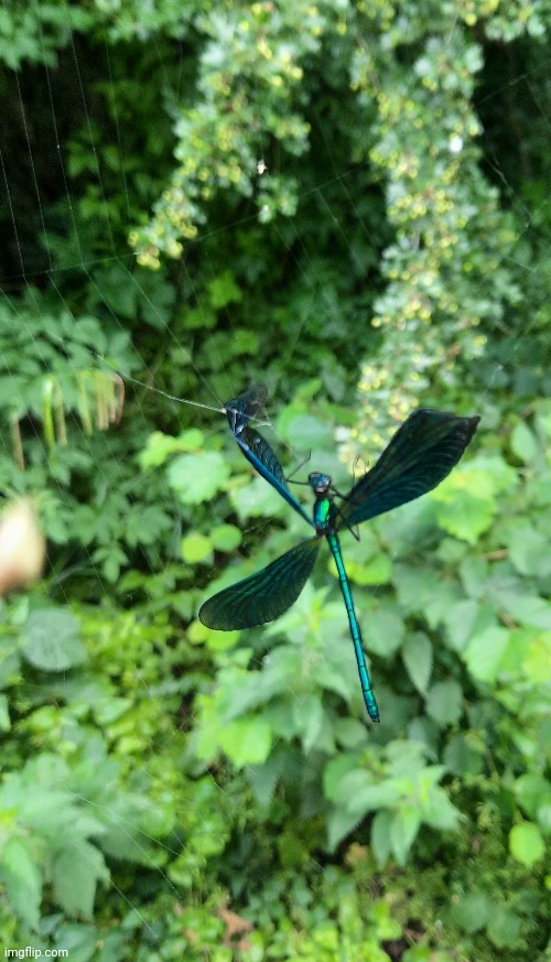 Dragonfly caught in a spiderweb in a nature reserve in my hometown | image tagged in nature,photography,picture,insects,why are you reading the tags | made w/ Imgflip meme maker