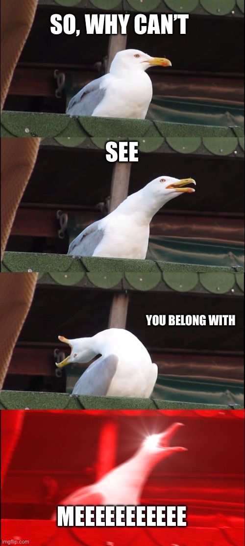Inhaling Seagull Meme | SO, WHY CAN’T; SEE; YOU BELONG WITH; MEEEEEEEEEEE | image tagged in memes,inhaling seagull | made w/ Imgflip meme maker