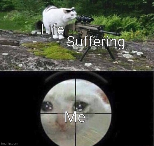 Missouri lol | Suffering; Life; Me | image tagged in sniper cat,relatable,cat,funny,memes | made w/ Imgflip meme maker