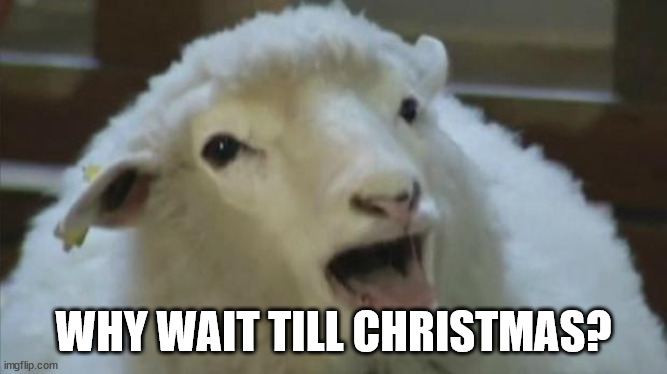 derp sheep | WHY WAIT TILL CHRISTMAS? | image tagged in derp sheep | made w/ Imgflip meme maker