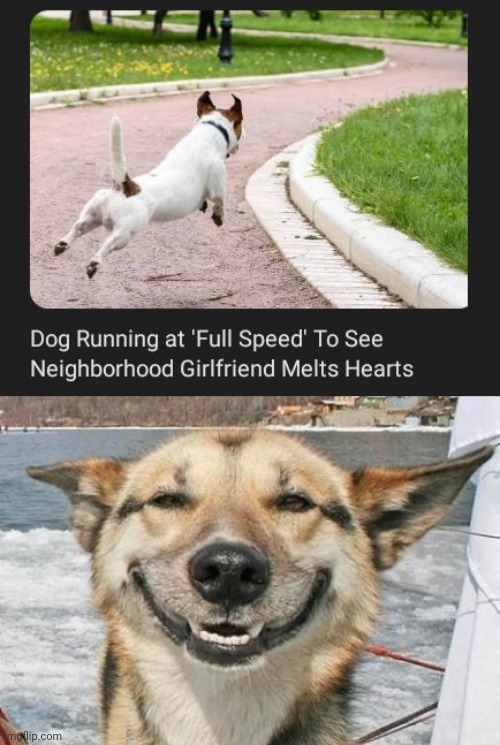 To see neighborhood girlfriend | image tagged in smiling dog,dogs,dog,love,memes,girlfriend | made w/ Imgflip meme maker