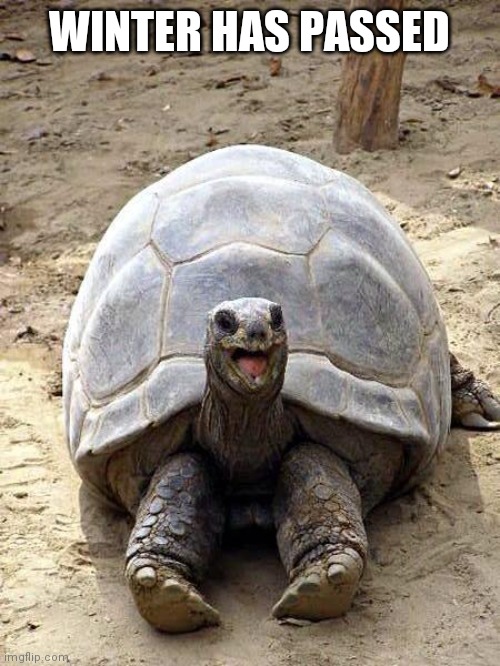 Smiling happy excited tortoise | WINTER HAS PASSED | image tagged in smiling happy excited tortoise | made w/ Imgflip meme maker
