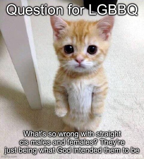 Offensive question 1.0 | Question for LGBBQ; What’s so wrong with straight cis males and females? They’re just being what God intended them to be | image tagged in memes,cute cat | made w/ Imgflip meme maker