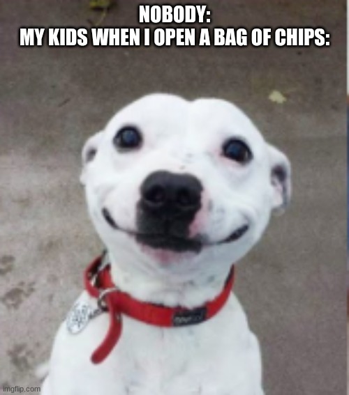 memes | NOBODY:
MY KIDS WHEN I OPEN A BAG OF CHIPS: | image tagged in dog | made w/ Imgflip meme maker