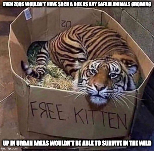 Tiger in Adoption Box | EVEN ZOOS WOULDN'T HAVE SUCH A BOX AS ANY SAFARI ANIMALS GROWING; UP IN URBAN AREAS WOULDN'T BE ABLE TO SURVIVE IN THE WILD | image tagged in tiger,memes | made w/ Imgflip meme maker