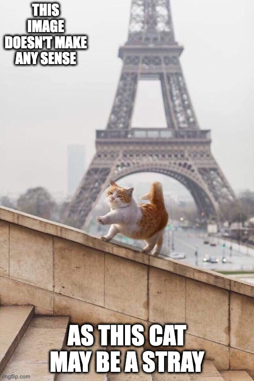 Cat in Paris | THIS IMAGE DOESN'T MAKE ANY SENSE; AS THIS CAT MAY BE A STRAY | image tagged in cats,memes | made w/ Imgflip meme maker