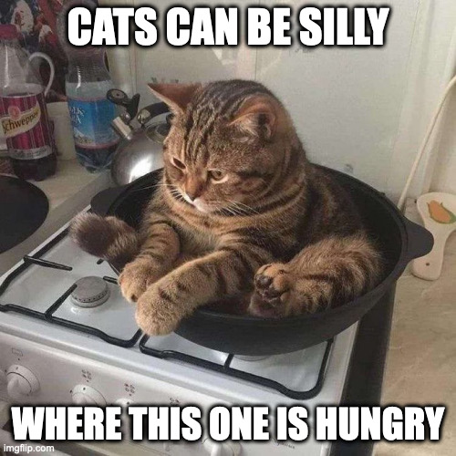 Cat in a Sauce Pan | CATS CAN BE SILLY; WHERE THIS ONE IS HUNGRY | image tagged in cats,memes | made w/ Imgflip meme maker