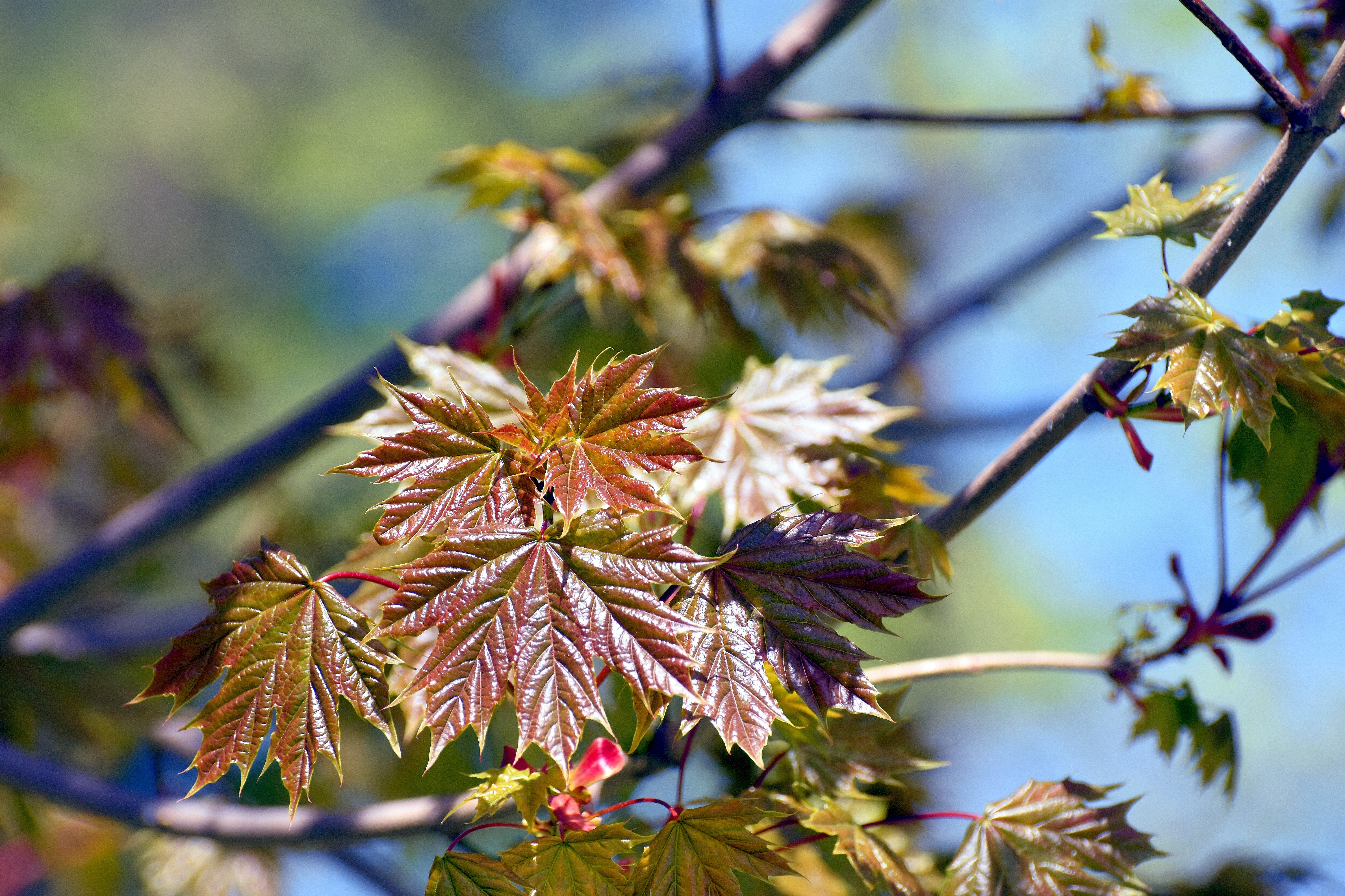 very young maple leaves | image tagged in maple,leaves,kewlew | made w/ Imgflip meme maker
