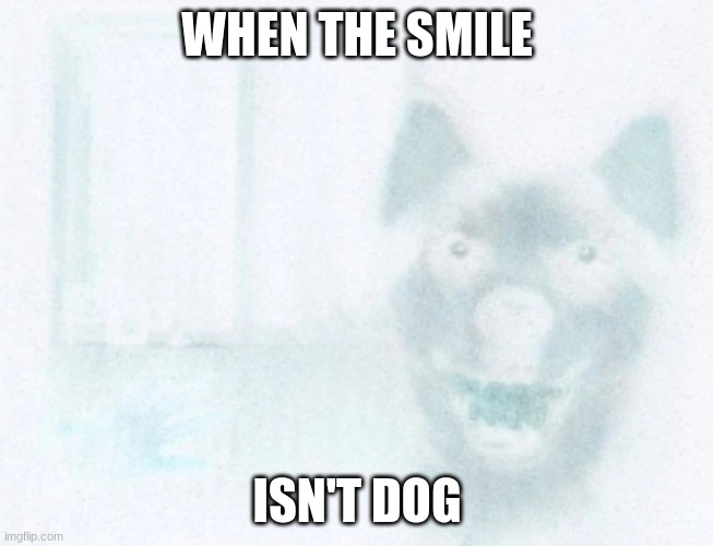 WHEN THE SMILE; ISN'T DOG | made w/ Imgflip meme maker