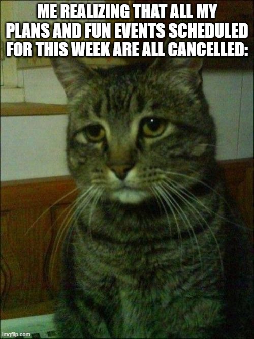 How unfortunate :( | ME REALIZING THAT ALL MY PLANS AND FUN EVENTS SCHEDULED FOR THIS WEEK ARE ALL CANCELLED: | image tagged in memes,depressed cat | made w/ Imgflip meme maker
