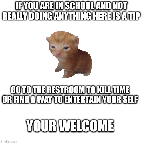 Have a great day | IF YOU ARE IN SCHOOL AND NOT REALLY DOING ANYTHING HERE IS A TIP; GO TO THE RESTROOM TO KILL TIME OR FIND A WAY TO ENTERTAIN YOUR SELF; YOUR WELCOME | image tagged in tips,cat,memes | made w/ Imgflip meme maker