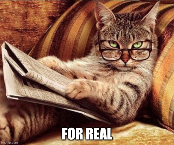 Are you for real cat | FOR REAL | image tagged in are you for real cat | made w/ Imgflip meme maker