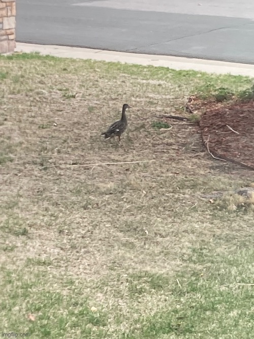 A duck has been spotted in my neighbors lawn! | made w/ Imgflip meme maker