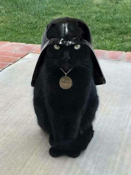 Dark Side Black Cat Blank Meme Template