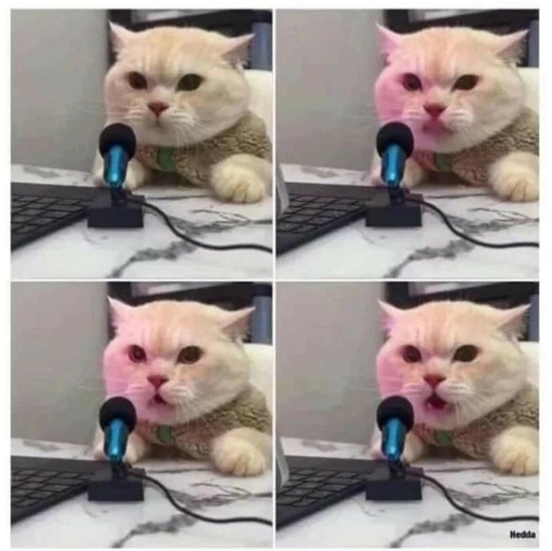 High Quality CAT ON MICROPHONE 4 PANEL Blank Meme Template