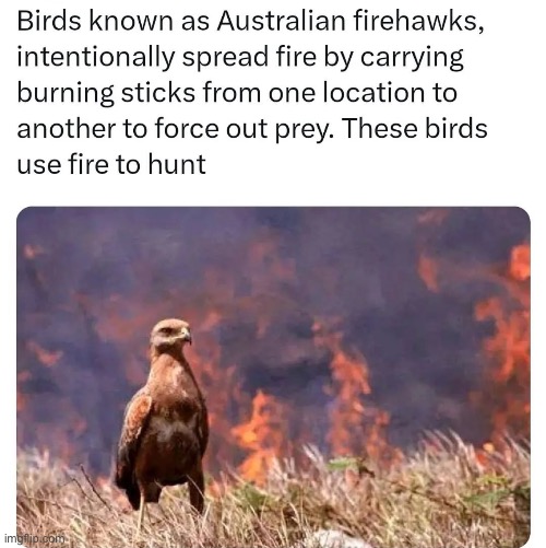 Reasons why Australia is more wild then Florida #1 | made w/ Imgflip meme maker