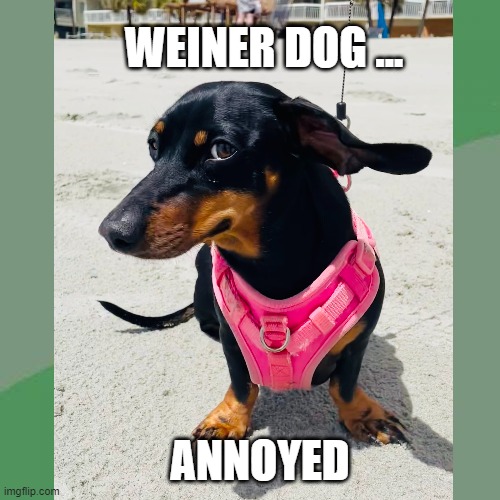 Weiner-Dog Side-Eye. | WEINER DOG ... ANNOYED | image tagged in dog,weinerdog,sideeye | made w/ Imgflip meme maker