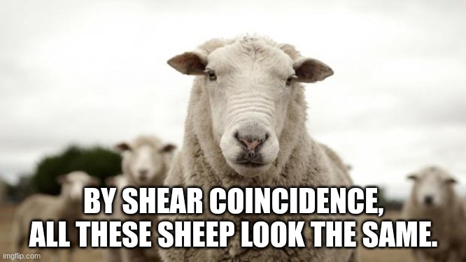 Sheep | BY SHEAR COINCIDENCE, ALL THESE SHEEP LOOK THE SAME. | image tagged in sheep,bad pun,memes,funny | made w/ Imgflip meme maker