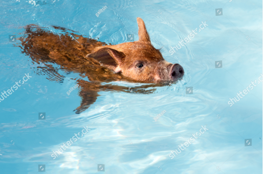 Swimming Pig Blank Meme Template