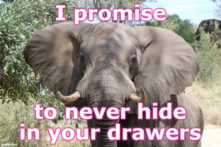 African Elephant - I promise to never hide in your drawers JPP | I promise; to never hide in your drawers | image tagged in african elephant jpp flash,logic,jpp,negative,funny,silly | made w/ Imgflip meme maker