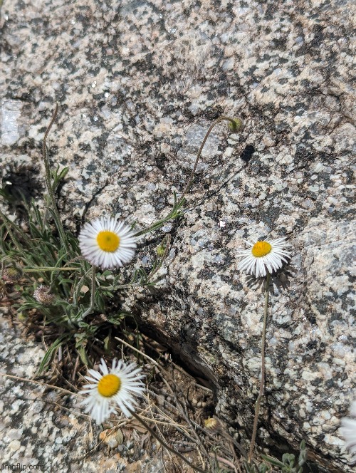 Some more flowers in the mountains (#1,027) | image tagged in flowers | made w/ Imgflip meme maker