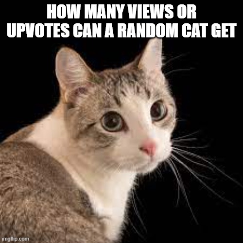 You dont have to do it | HOW MANY VIEWS OR UPVOTES CAN A RANDOM CAT GET | image tagged in upvotes,views,cat,test | made w/ Imgflip meme maker