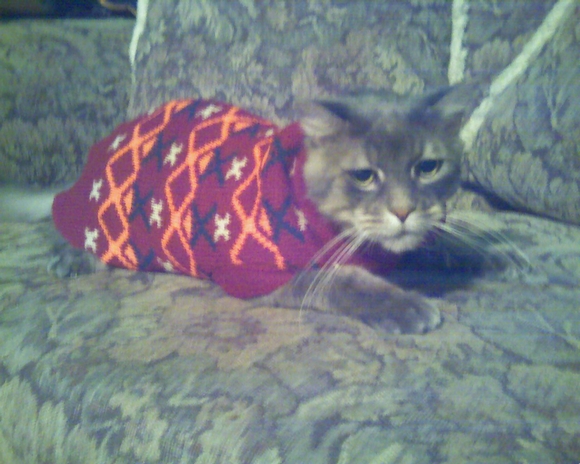 High Quality Sweater Cat Blank Meme Template